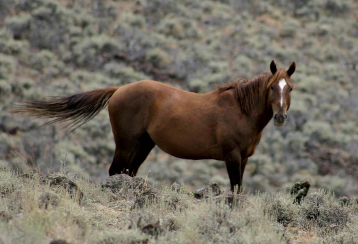 Equine Horse Domestication Breeds Britannica