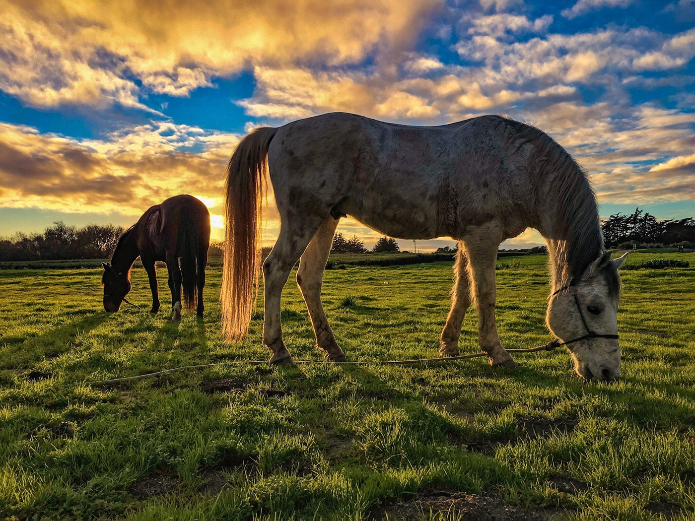 equine color chart equine color chart