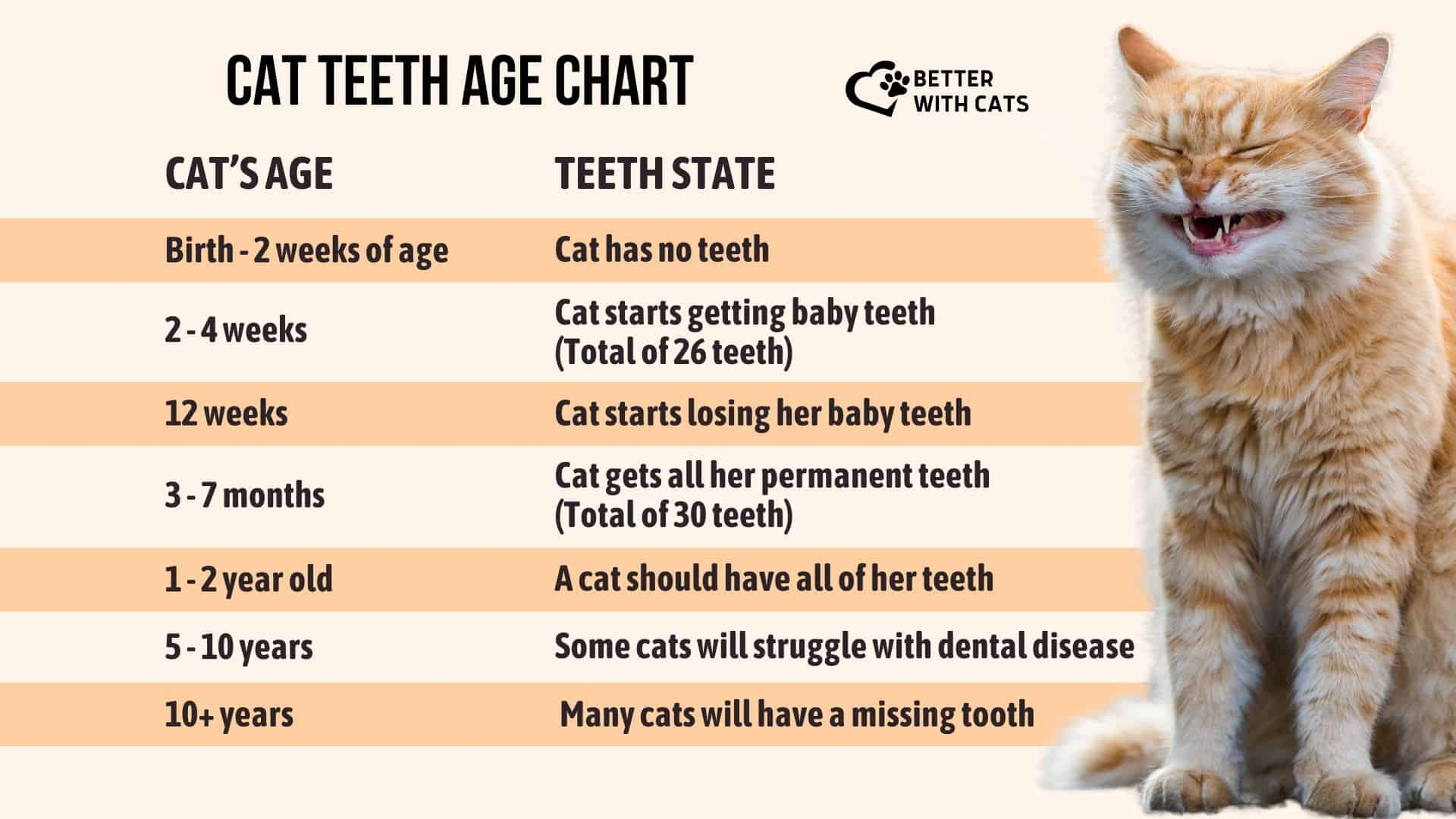 Essential Cat Teeth Age Chart Guide To Feline Dental Health