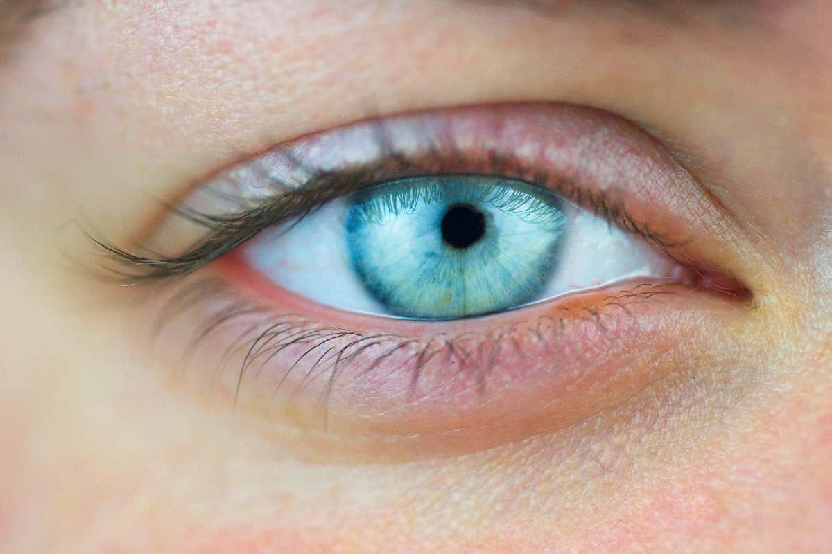 Evolution Of The Eye New Scientist