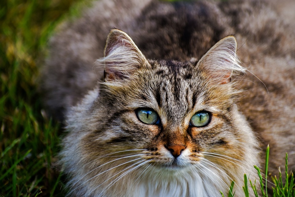Feline Animal Domesticated Free Photo On Pixabay Pixabay