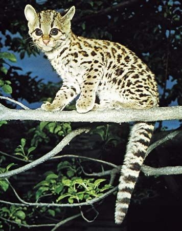 Feline Definition Species And Facts Britannica
