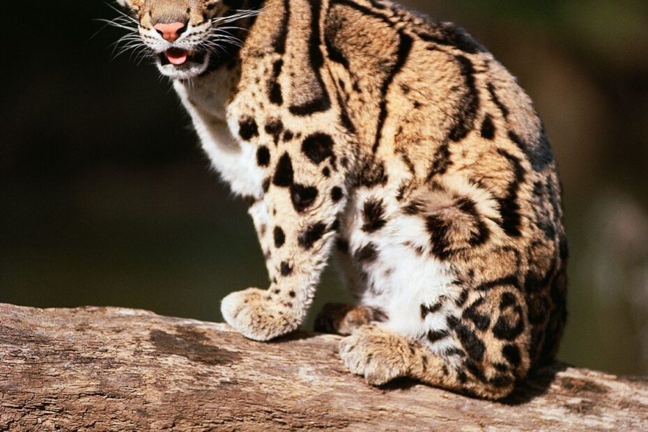 Feline Definition Species Facts Britannica
