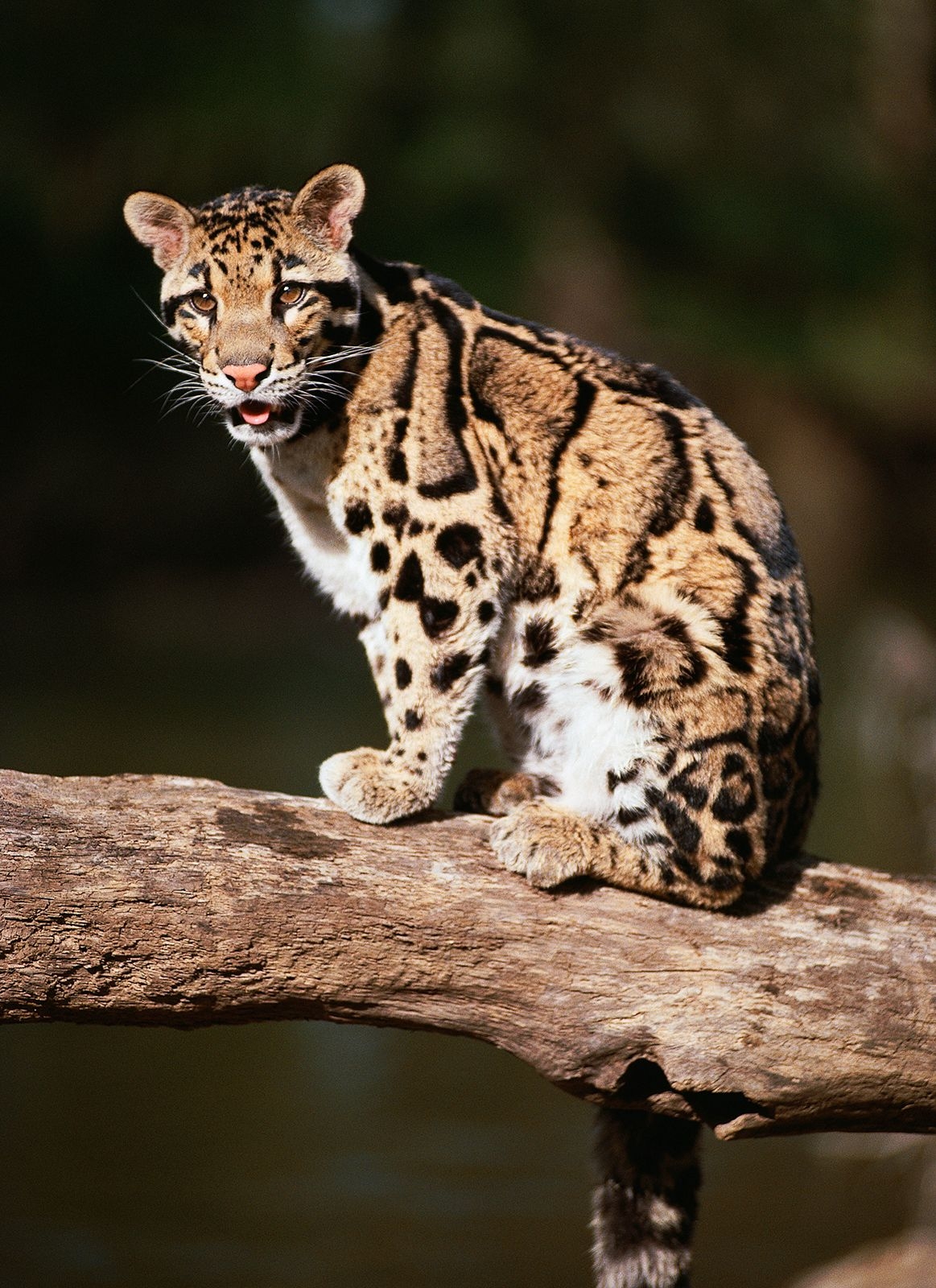 Feline Definition Species Facts Britannica