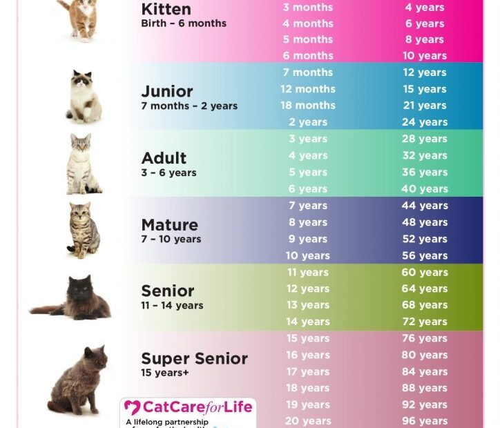 Feline Life Stages The Cat Doctor