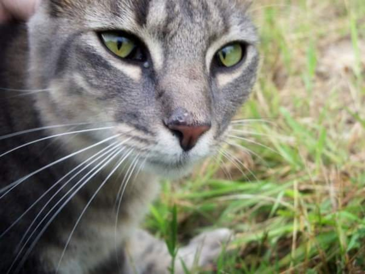 Feline Outdoors Pet Free Photo On Pixabay Pixabay