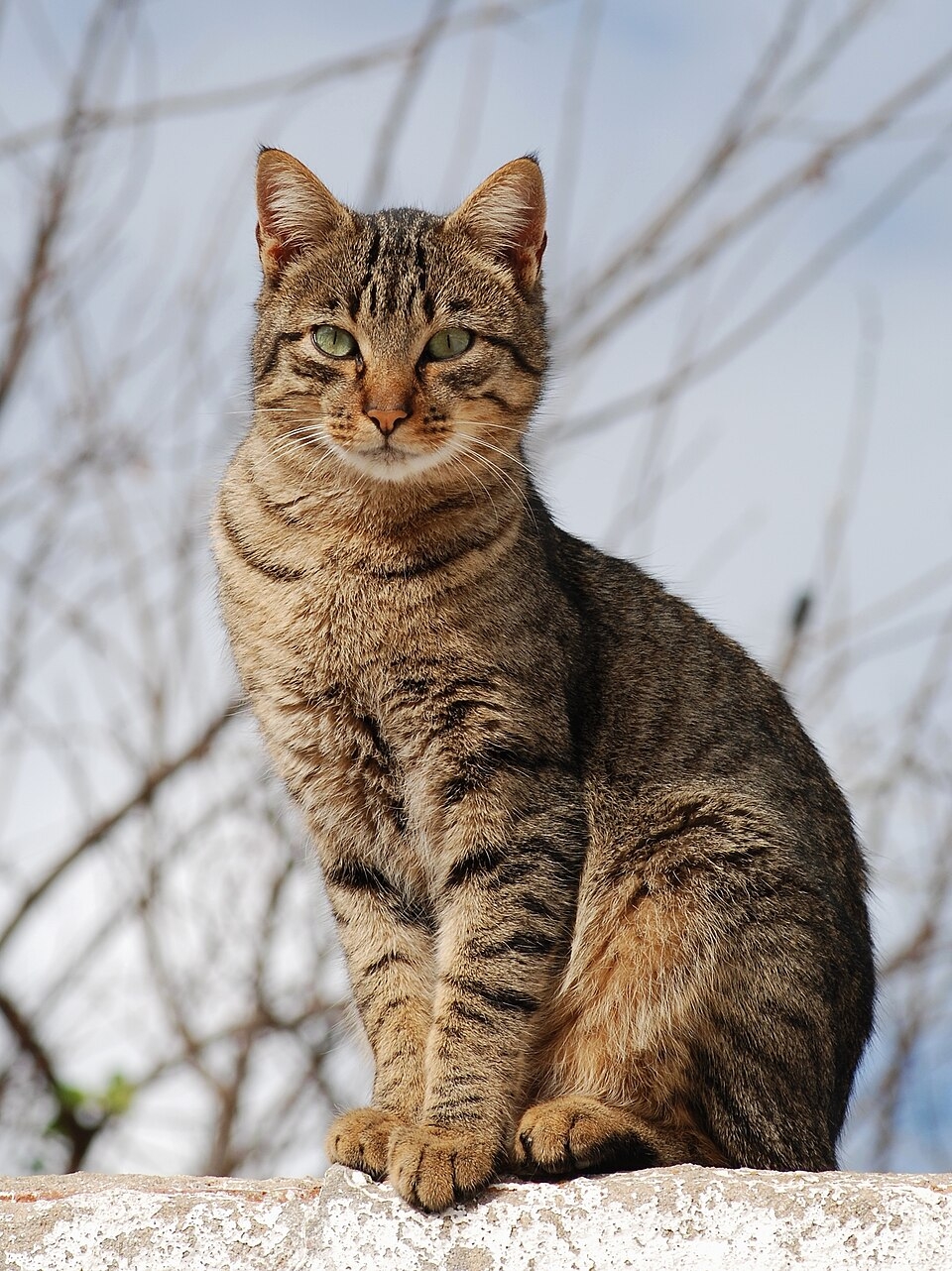 Felis Catus Wikispecies