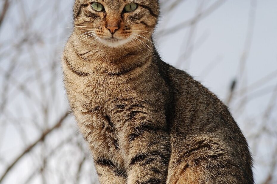 Felis Catus Wikispecies
