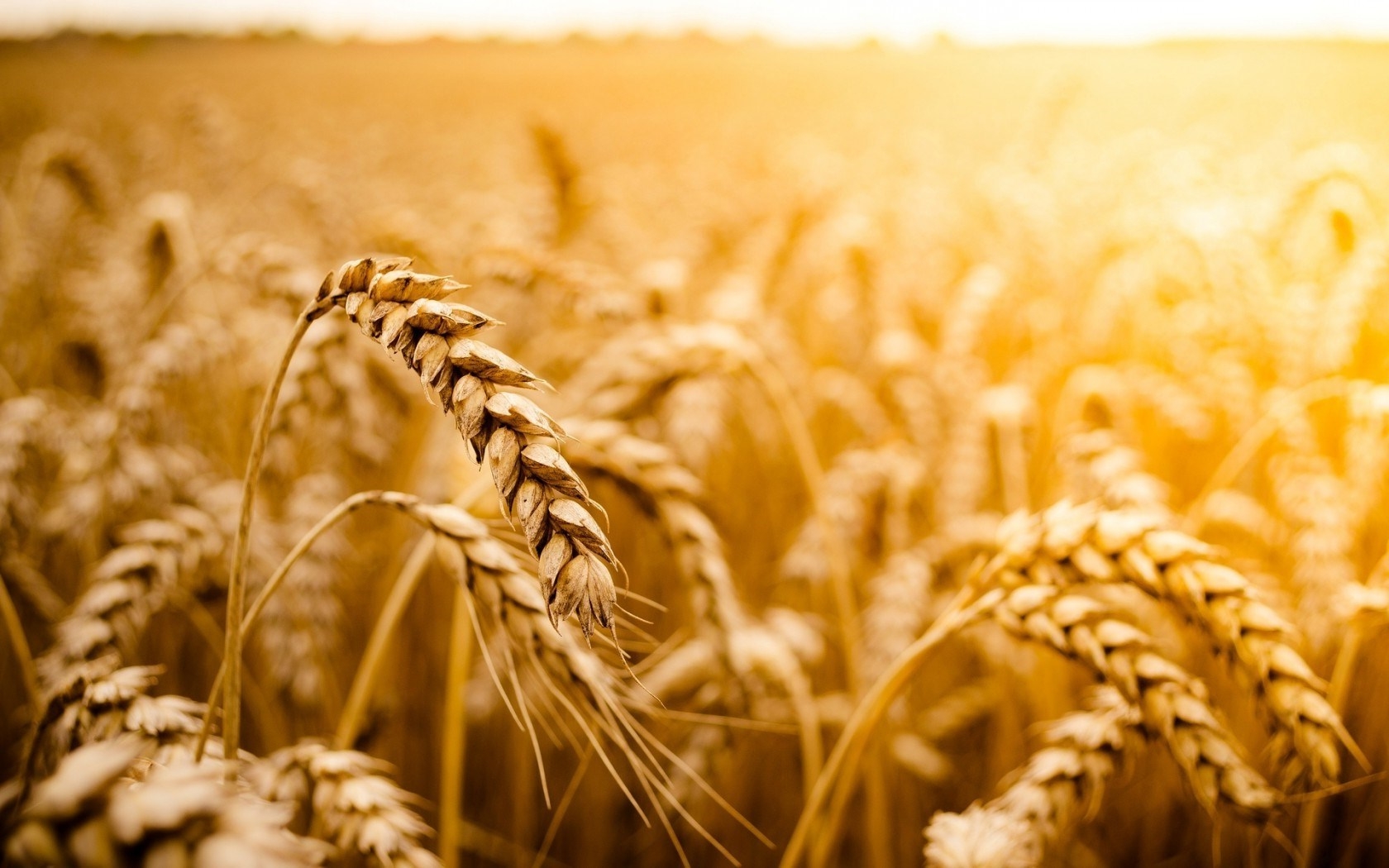 Field Of Wheat Best Wallpapers HD Collection