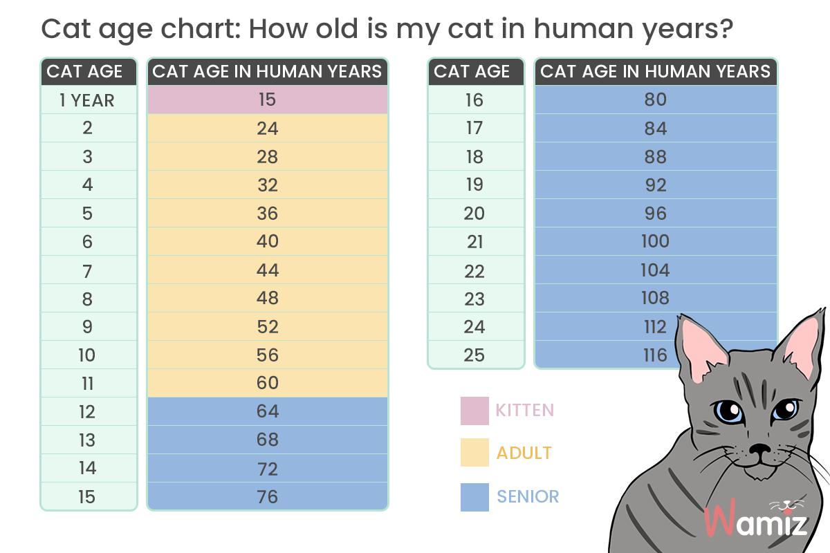 cat years chart cat years chart