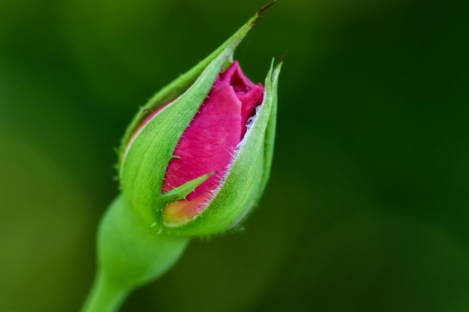 Flower Bud Button Free Photo On Pixabay