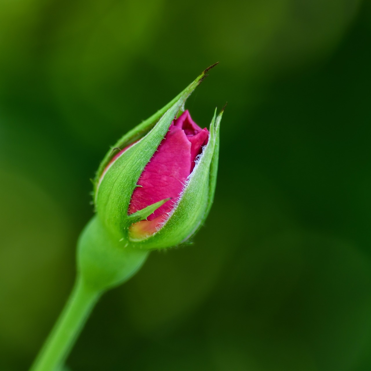 Flower Bud Button Free Photo On Pixabay
