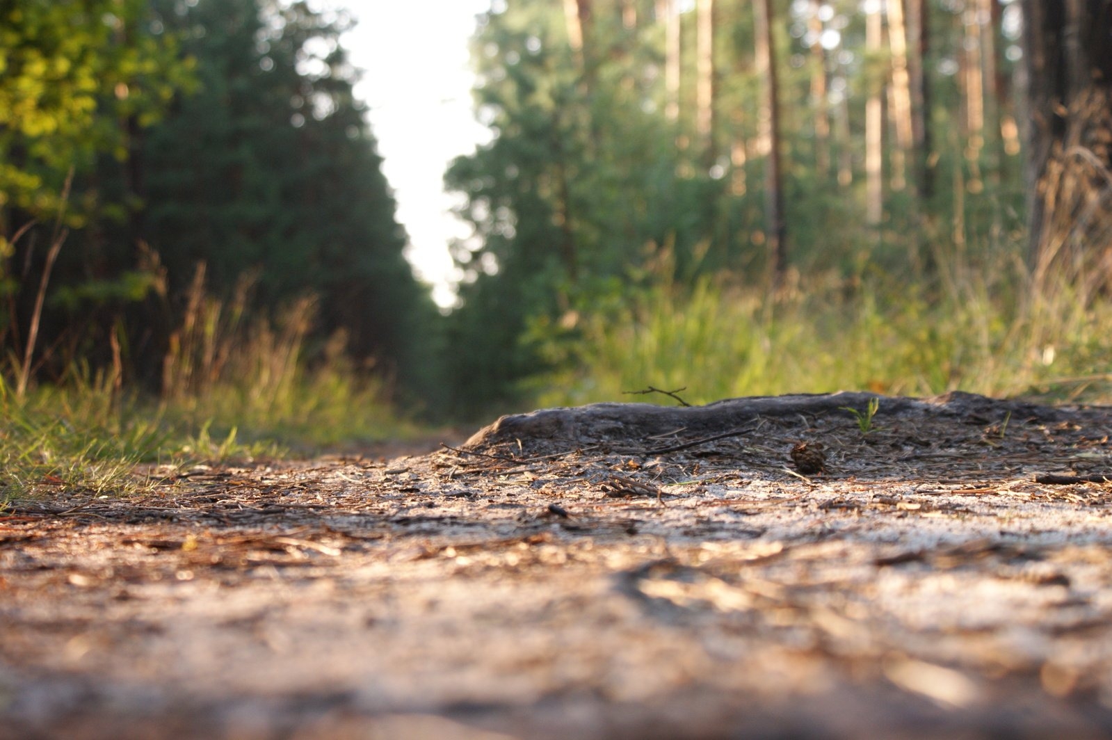 Forest Free Photo Download FreeImages