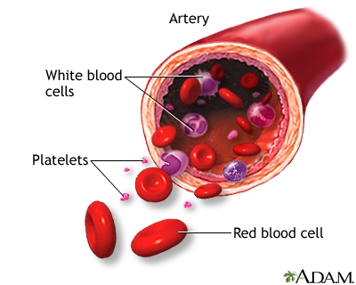 Formed Elements Of Blood MedlinePlus Medical Encyclopedia Image