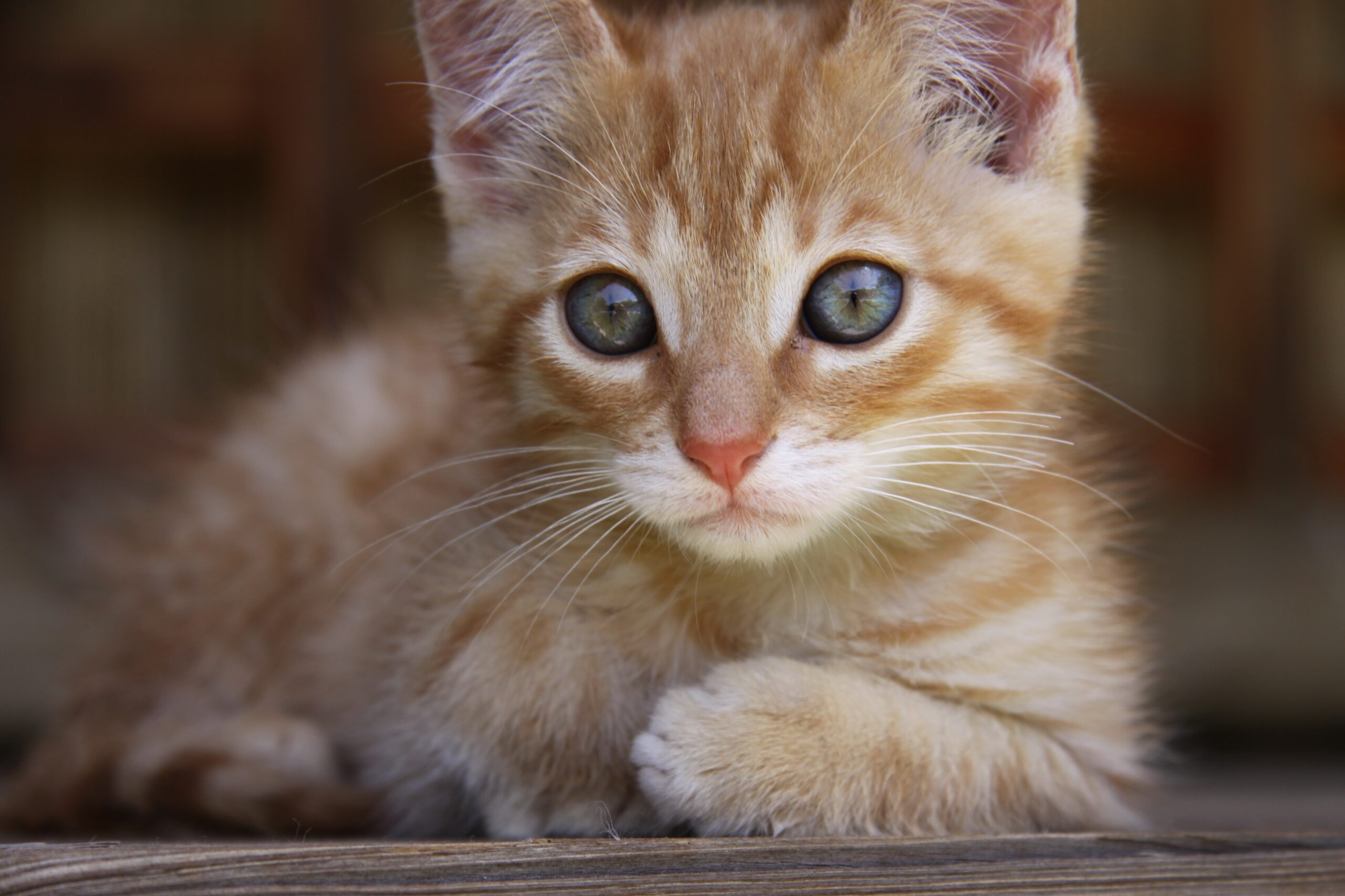 Free Images Animal Pet Kitten Fauna Heal Blue Eye Close Up 