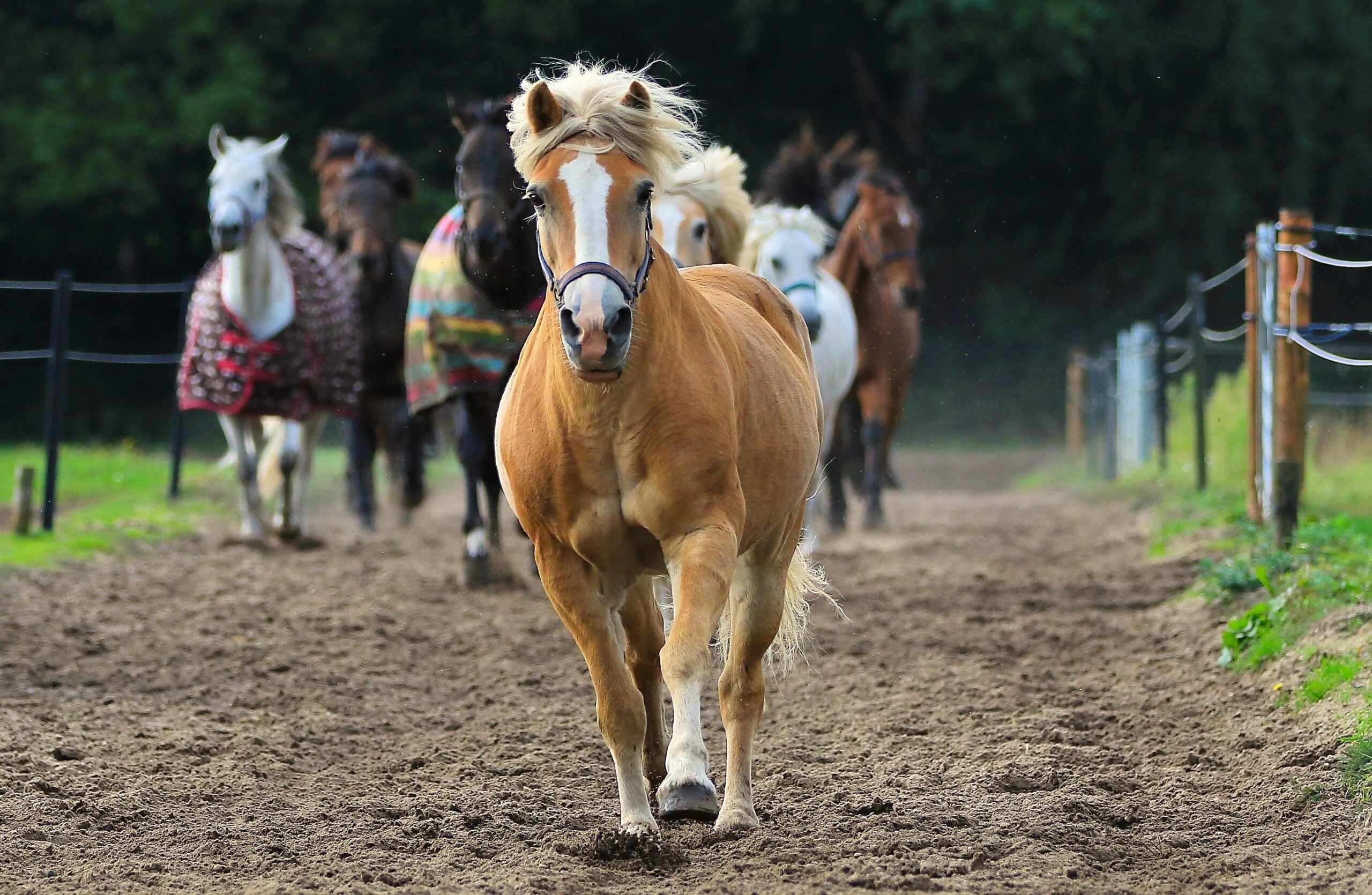 Free Images Nature Farm Brown Stallion Mane Equine Horses Pony 