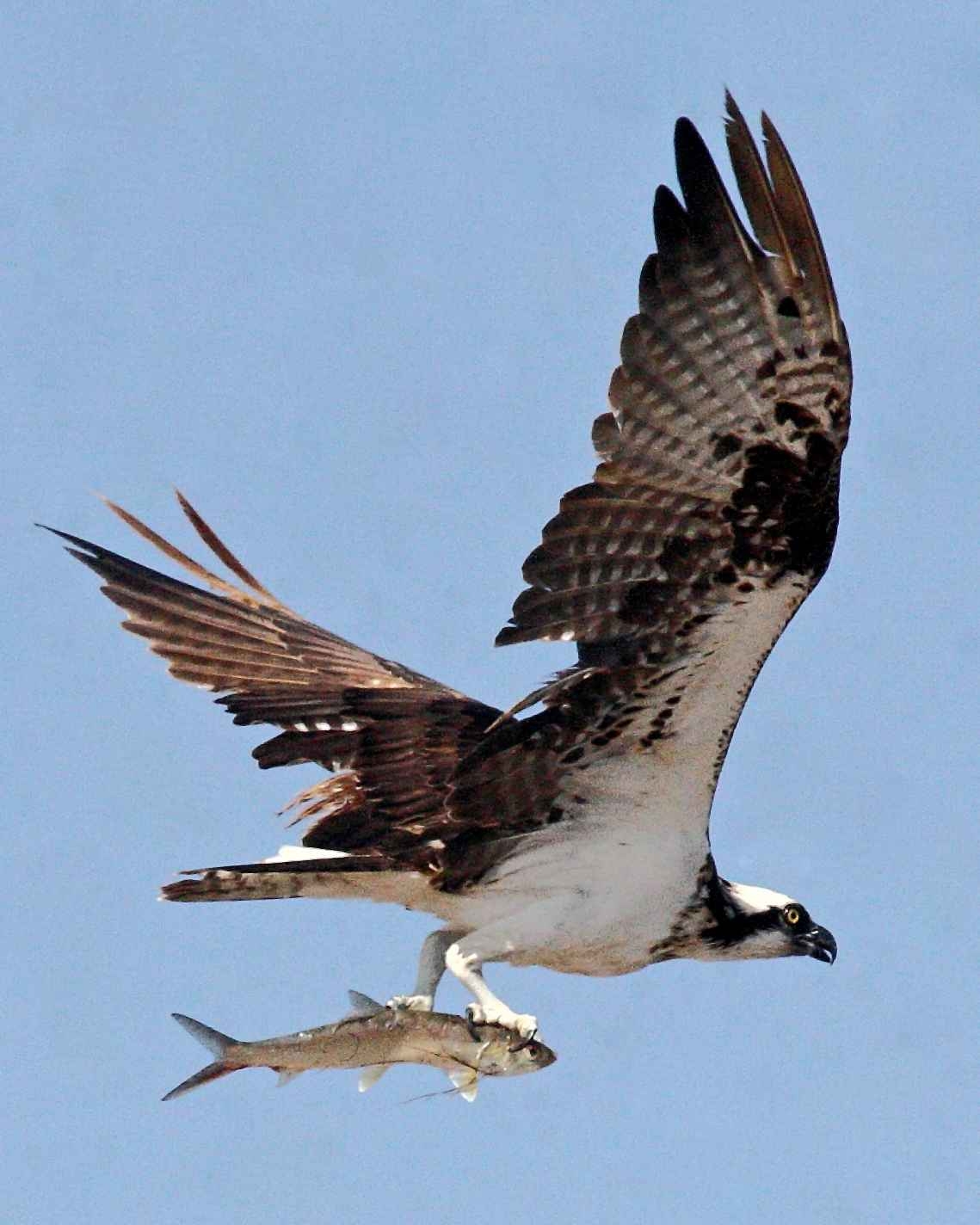 Free Picture Osprey Bird Flight Up close Pandion Haliaetus