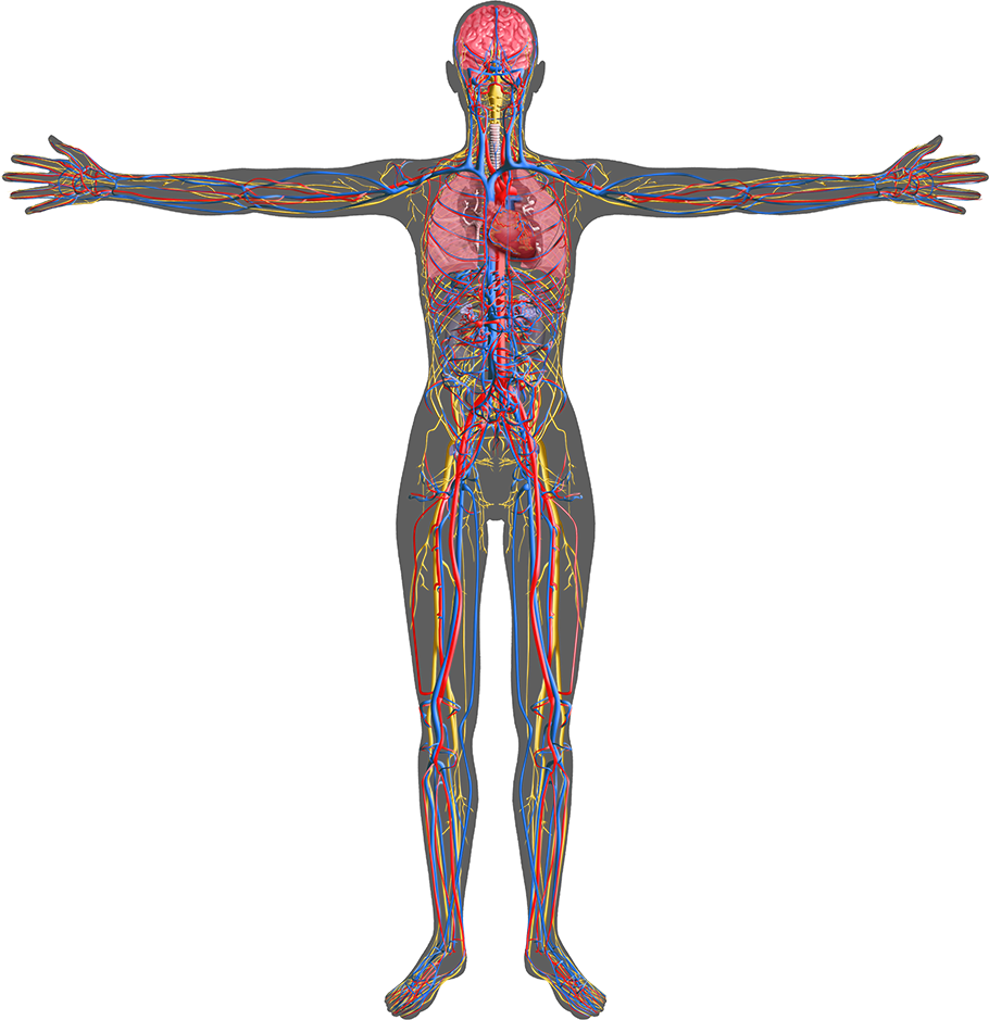 Full Body Viewer Katherine Trimble