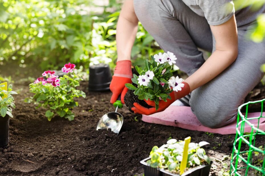 Gardening Tips And Tricks For Beginners