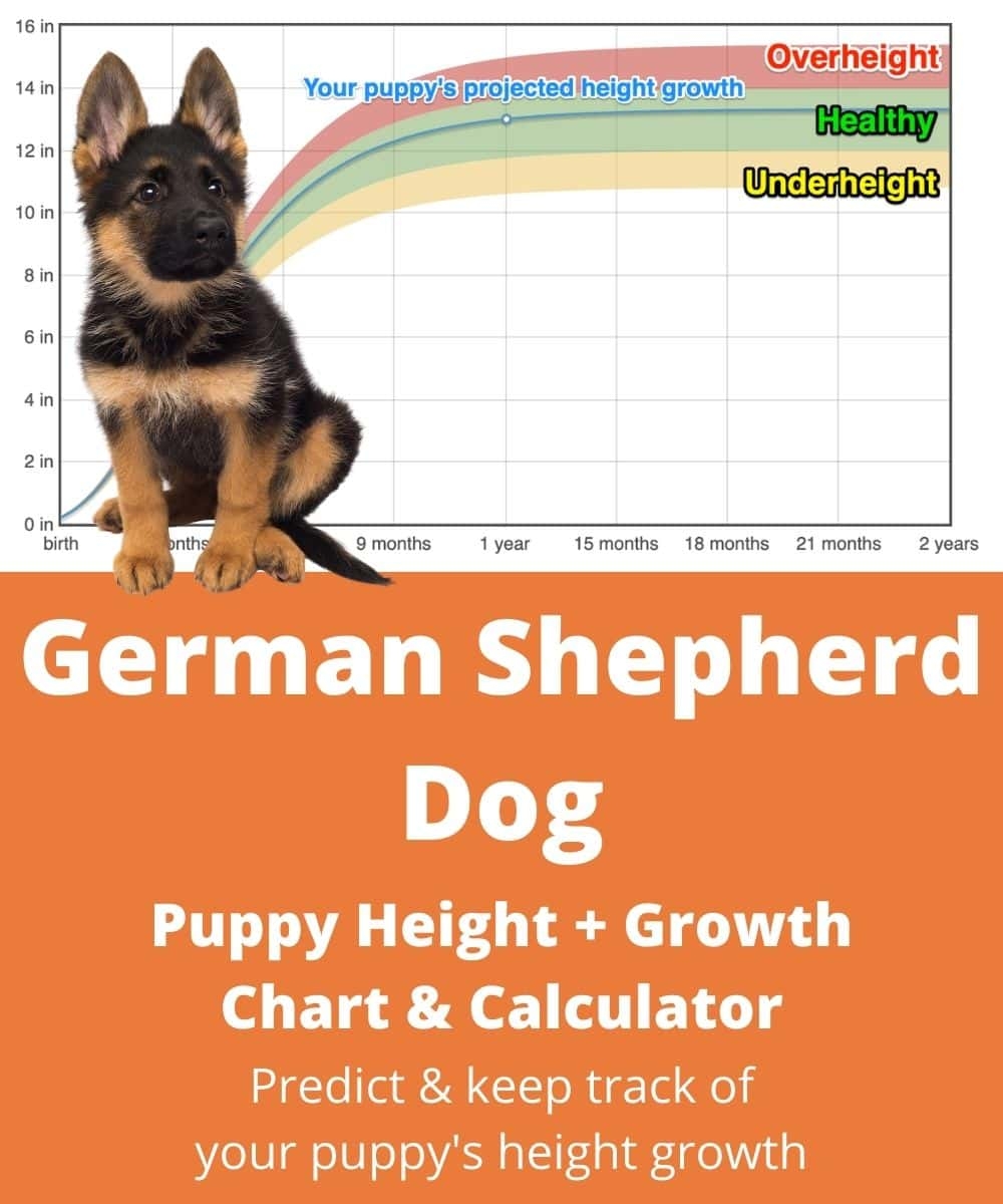 German Shepherd Dog Height Growth Chart How Tall Will My German 