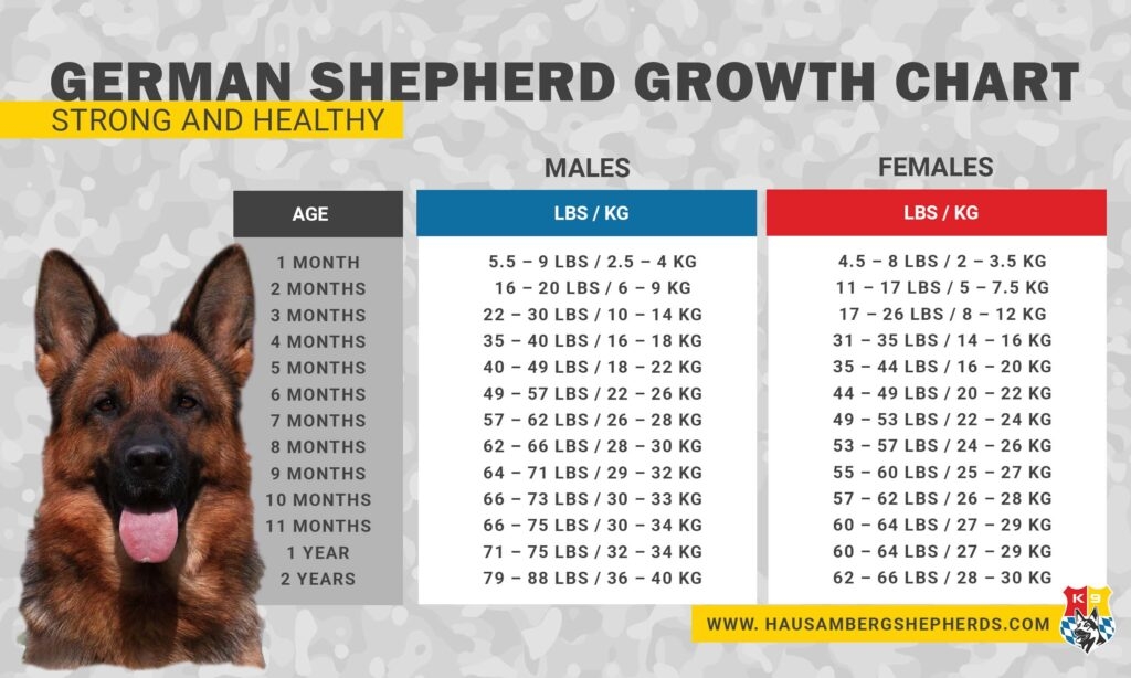 German Shepherd Growth Chart German Shepherd Breeder Puppies For Sale 