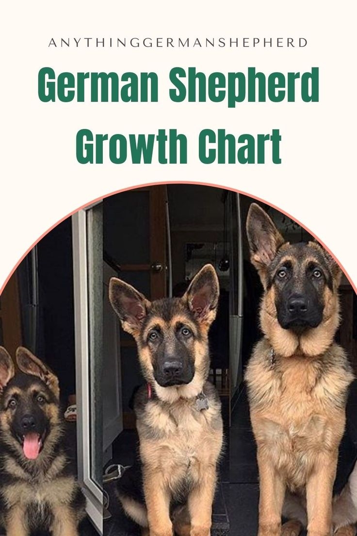 German Shepherd Growth Chart German Shepherd Puppies Training German 