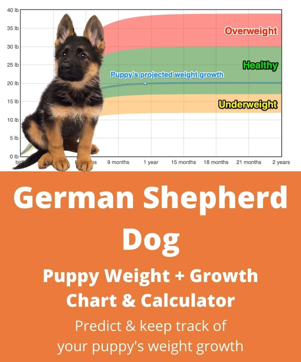 german shepherd growth chart german shepherd growth chart
