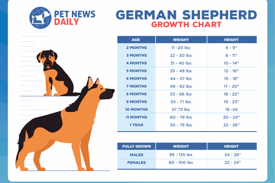 German Shepherd Growth Chart How Big Will Your German Shepherd Get