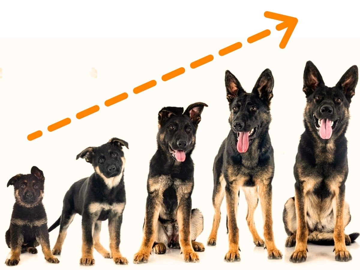 German Shepherd Growth Weight Chart MALE FEMALE HEIGHT WEIGHT