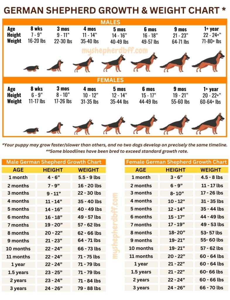 german shepherd dog height chart german shepherd dog height chart