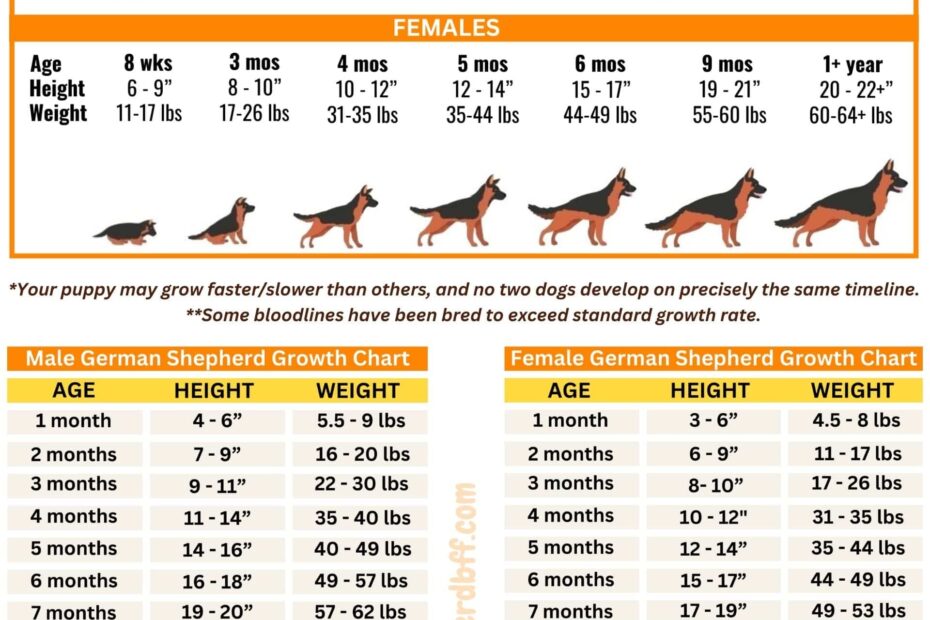 German Shepherd Growth Weight Chart MALE FEMALE HEIGHT WEIGHT