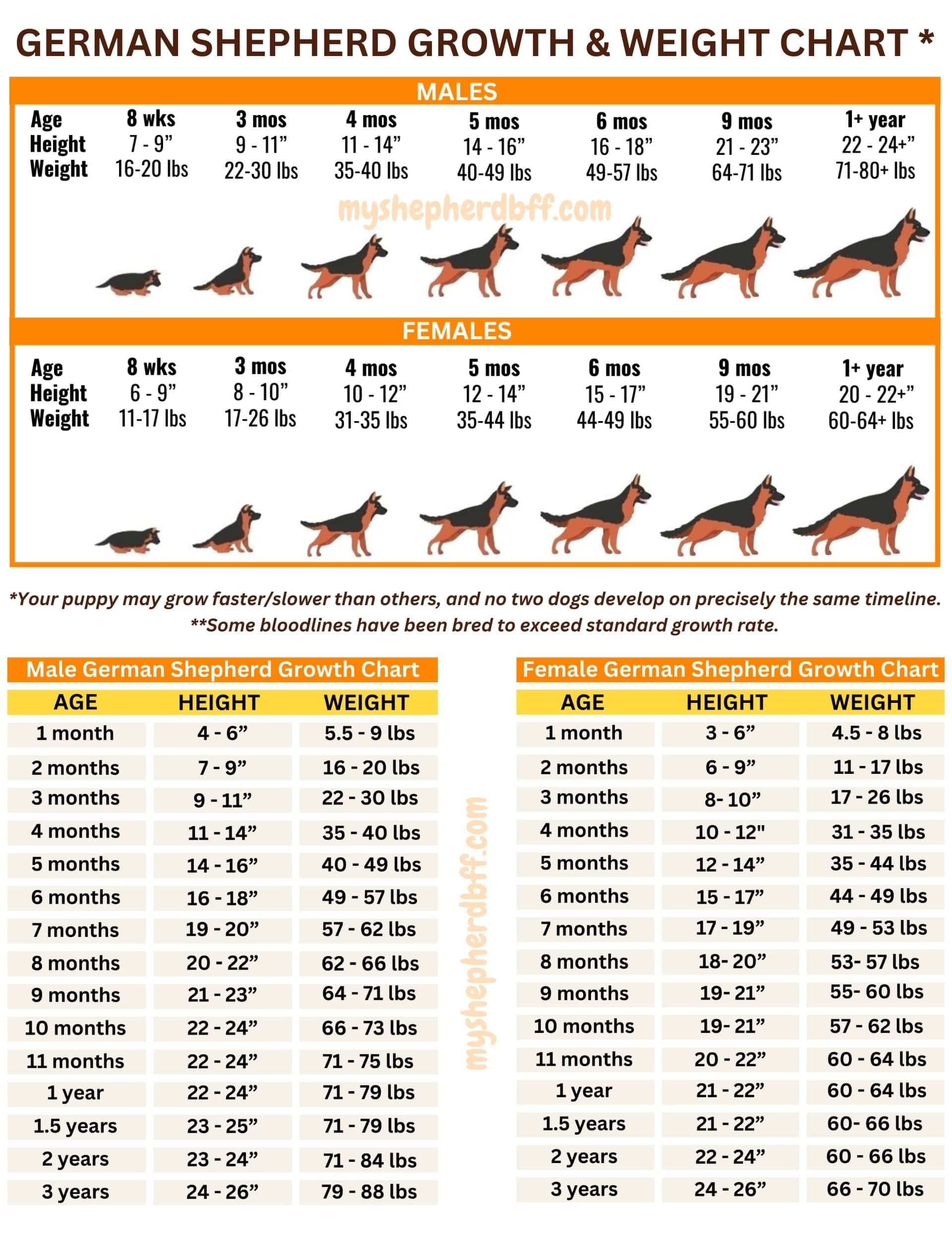 German Shepherd Growth Weight Chart MALE FEMALE HEIGHT WEIGHT