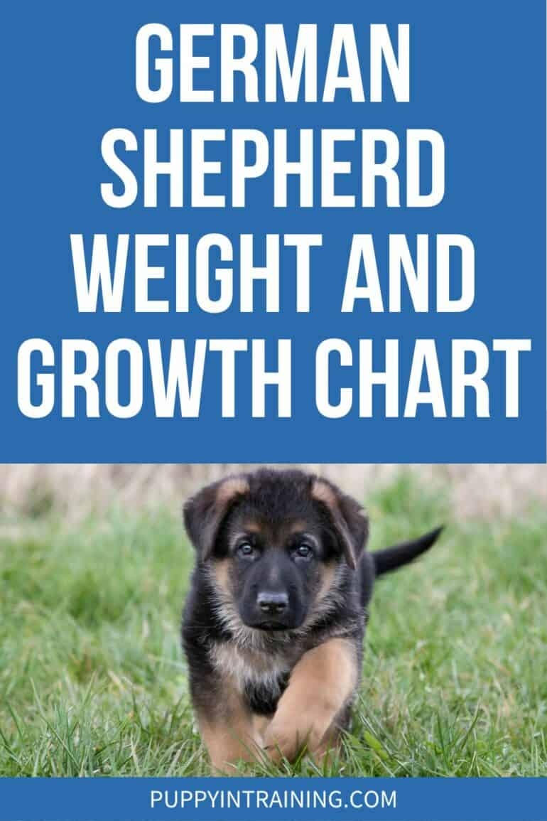 German Shepherd Weight And Growth Chart Puppy In Training