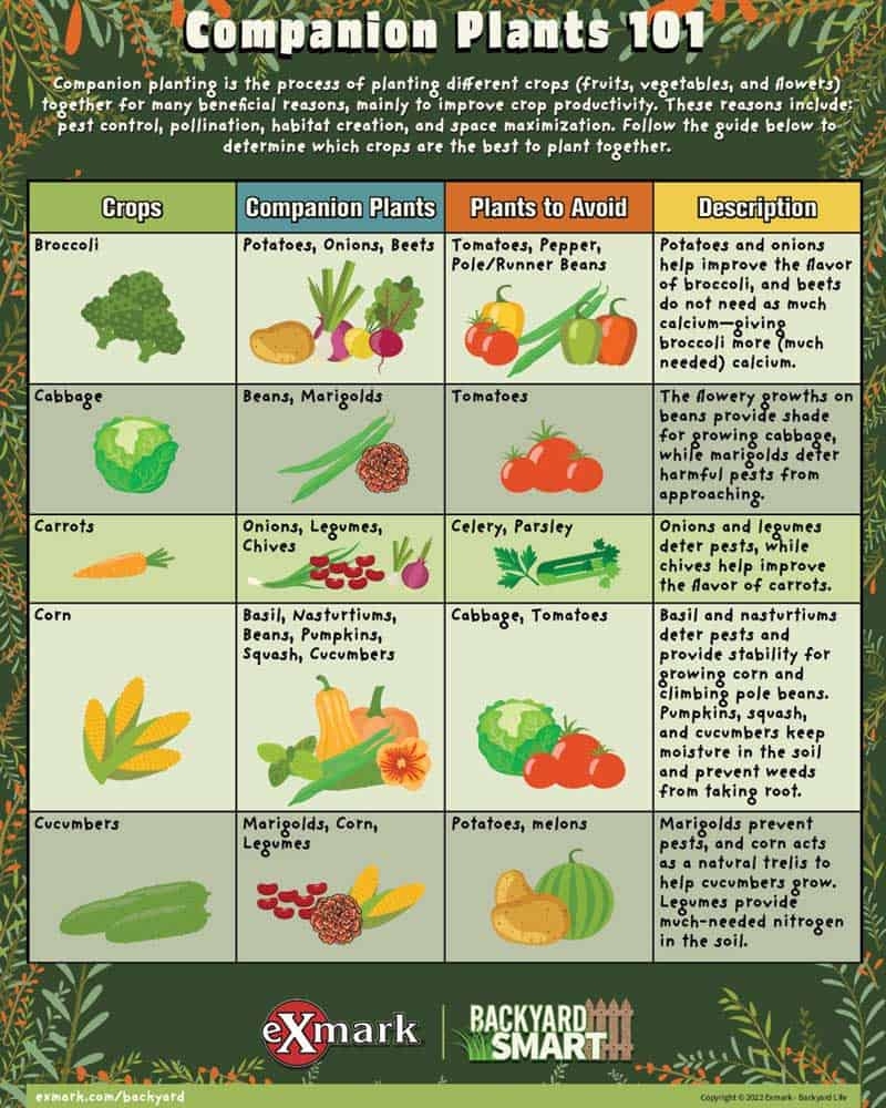 Get Started With Vegetable Companion Planting Exmark 39 s Backyard Life