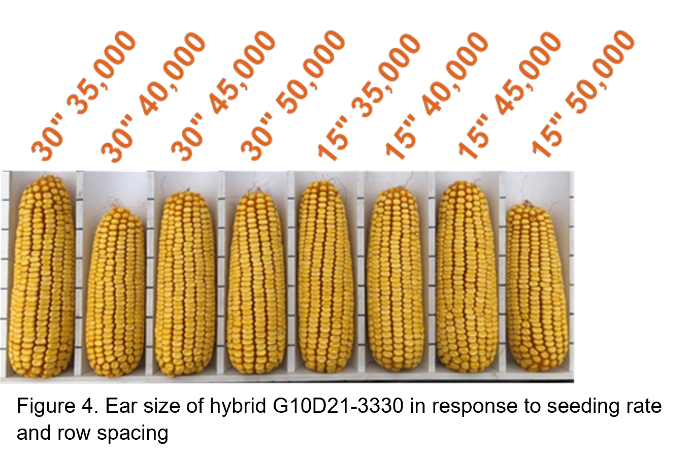 Golden Harvest Managing Higher Corn Seeding Rates With Narrower Row 