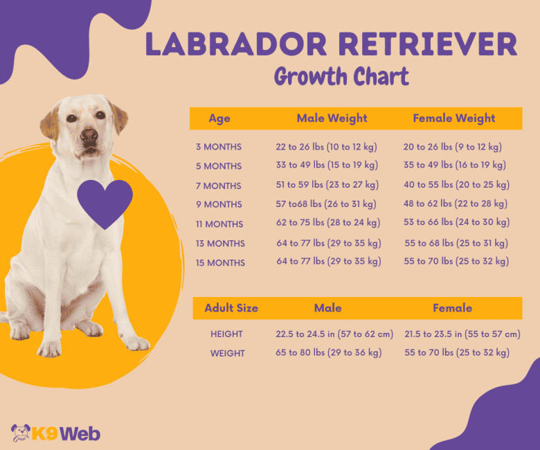 Golden Retriever Lab Mix Growth Chart At Ernest Prather Blog