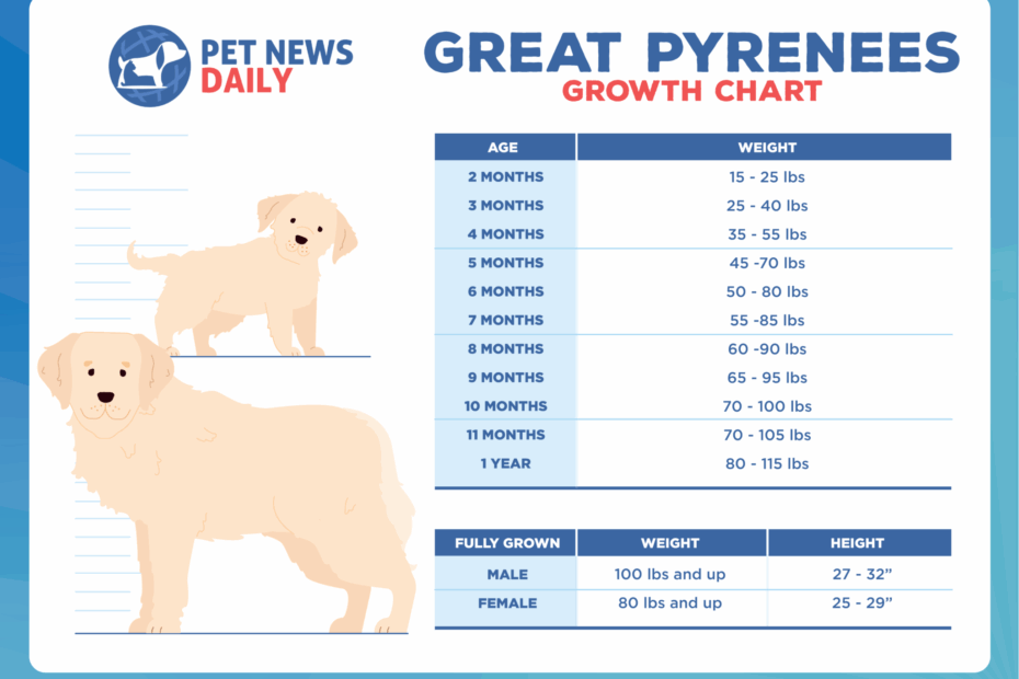 Great Pyrenees Growth Chart How Big Will Your Great Pyrenees Get