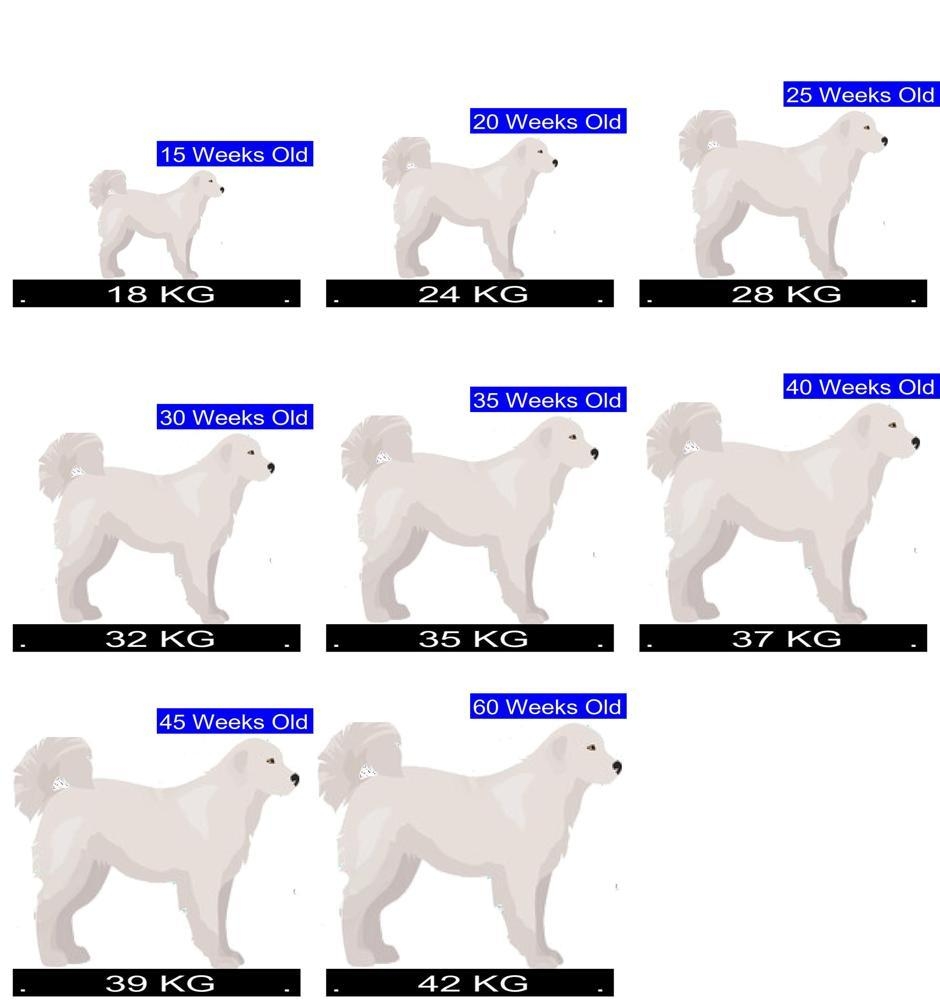 Great Pyrenees Height Growth Chart At Christopher Dodd Blog