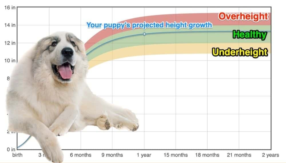 great pyrenees growth chart