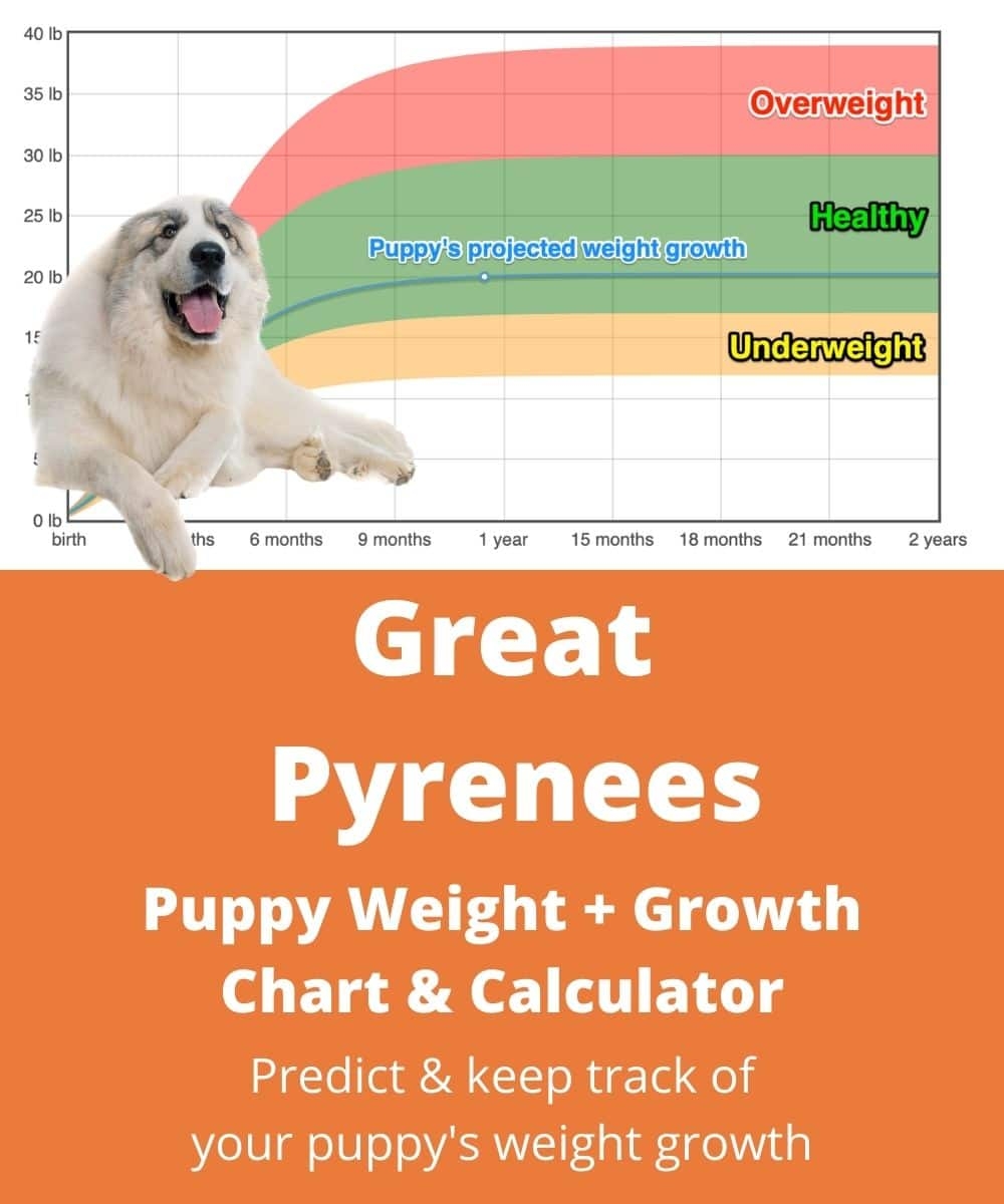 Great Pyrenees Weight Growth Chart 2025 How Heavy Will My Great 