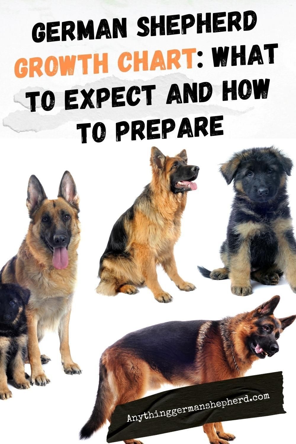 Growth Chart For German Shepherd Puppies Chart Reading Skills