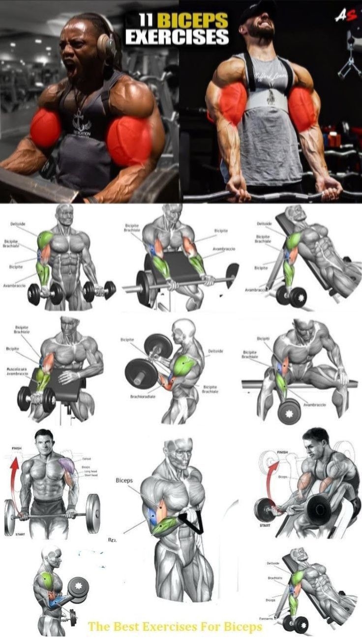 biceps workout chart biceps workout chart