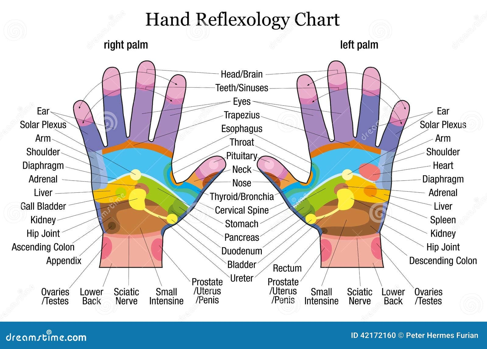 Hand Reflexology Hand Reflexology