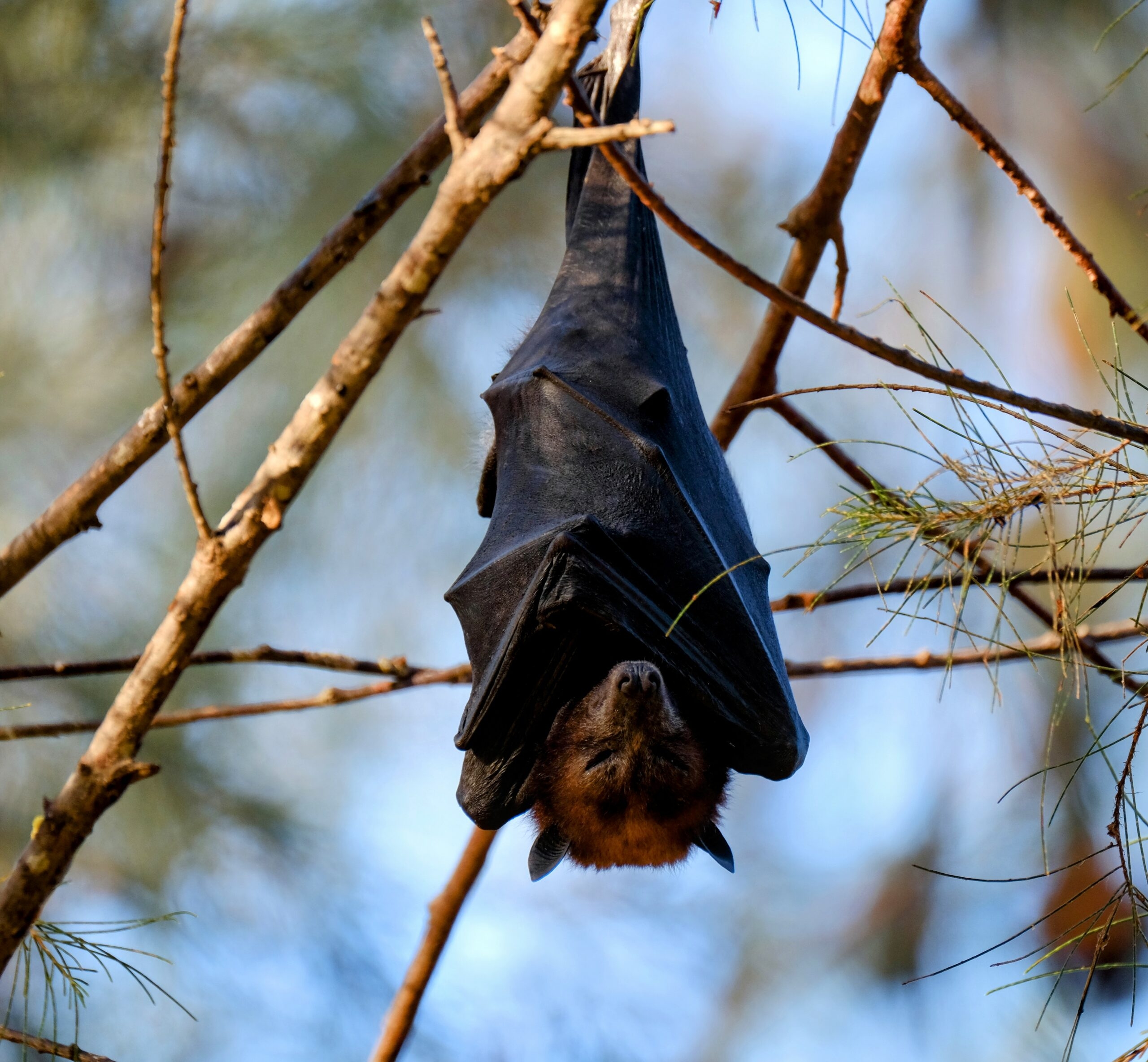 Hibernating Bat