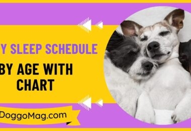 puppy sleep chart by age