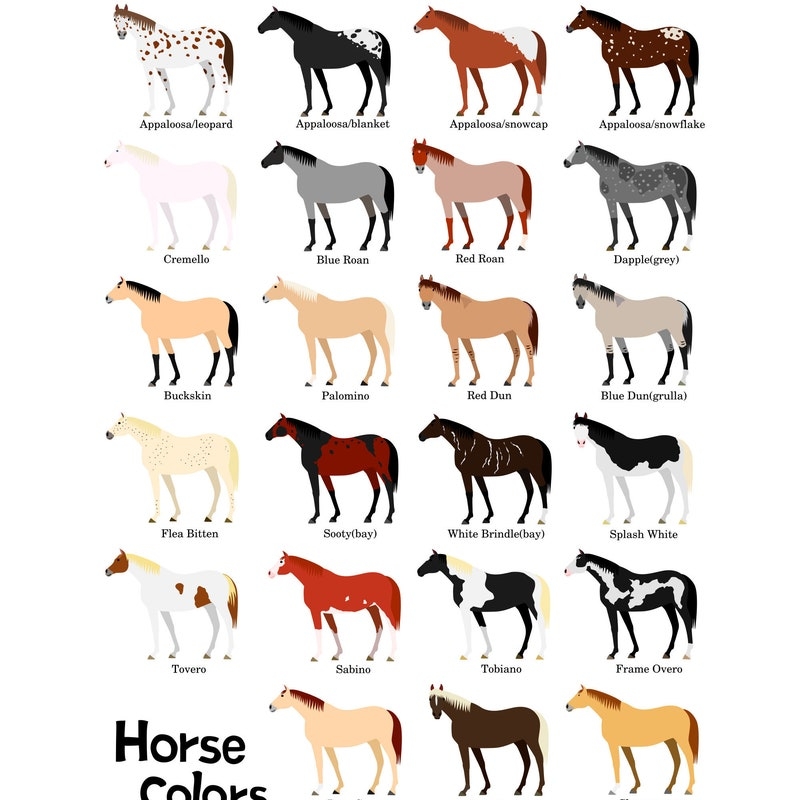 Horse Breed Chart Etsy
