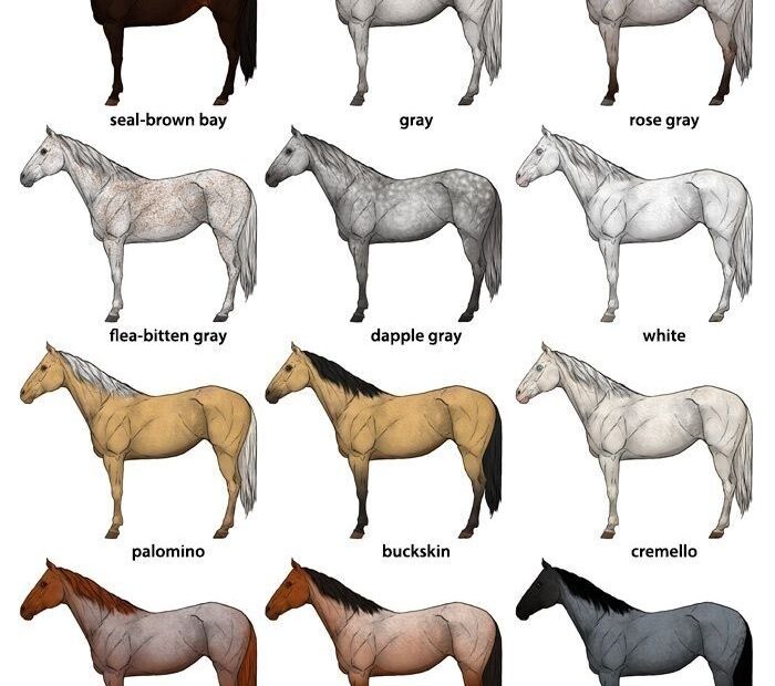 Horse Color Chart Artofit