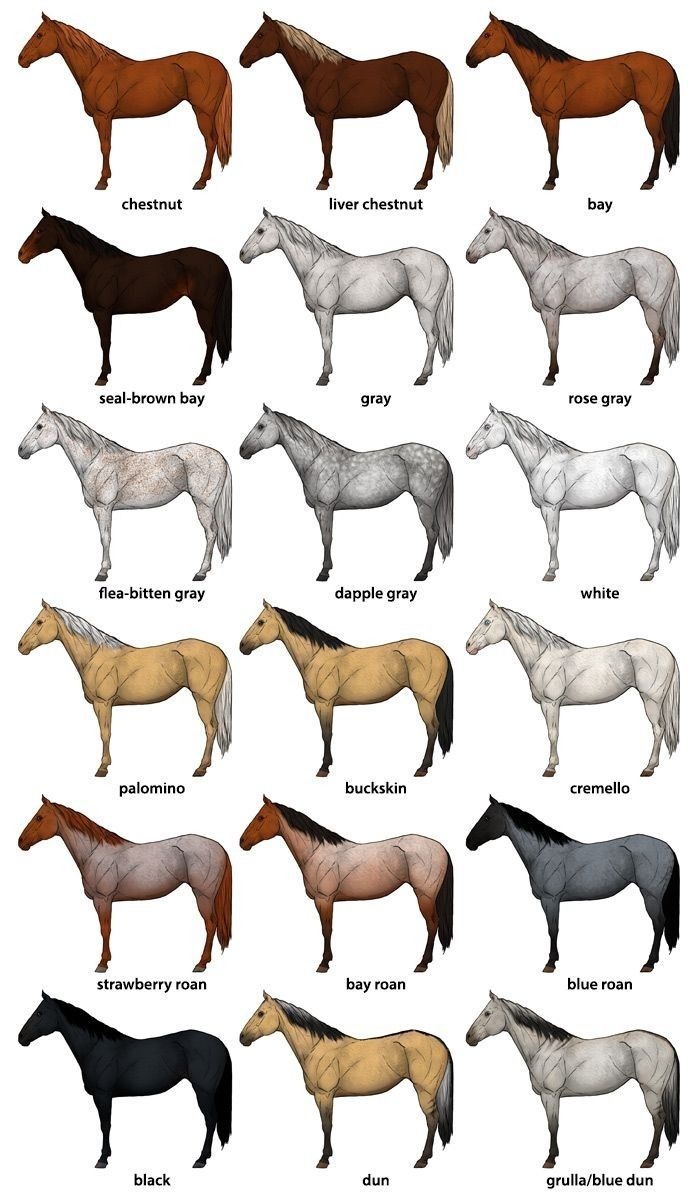 Horse Color Chart Artofit