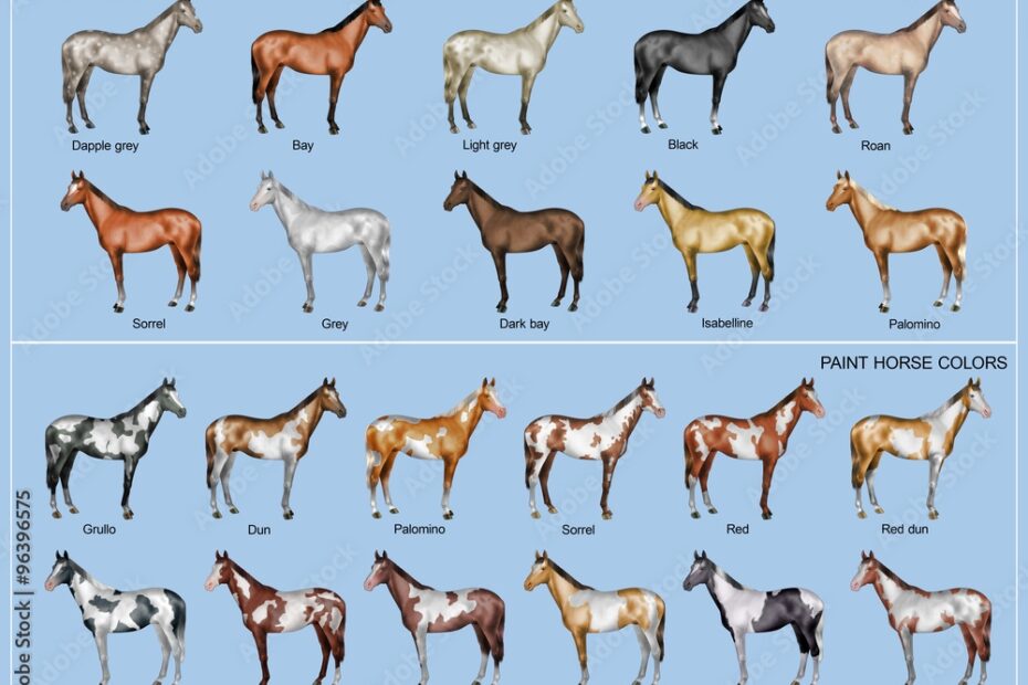 Horse Color Chart Stock Illustration Adobe Stock