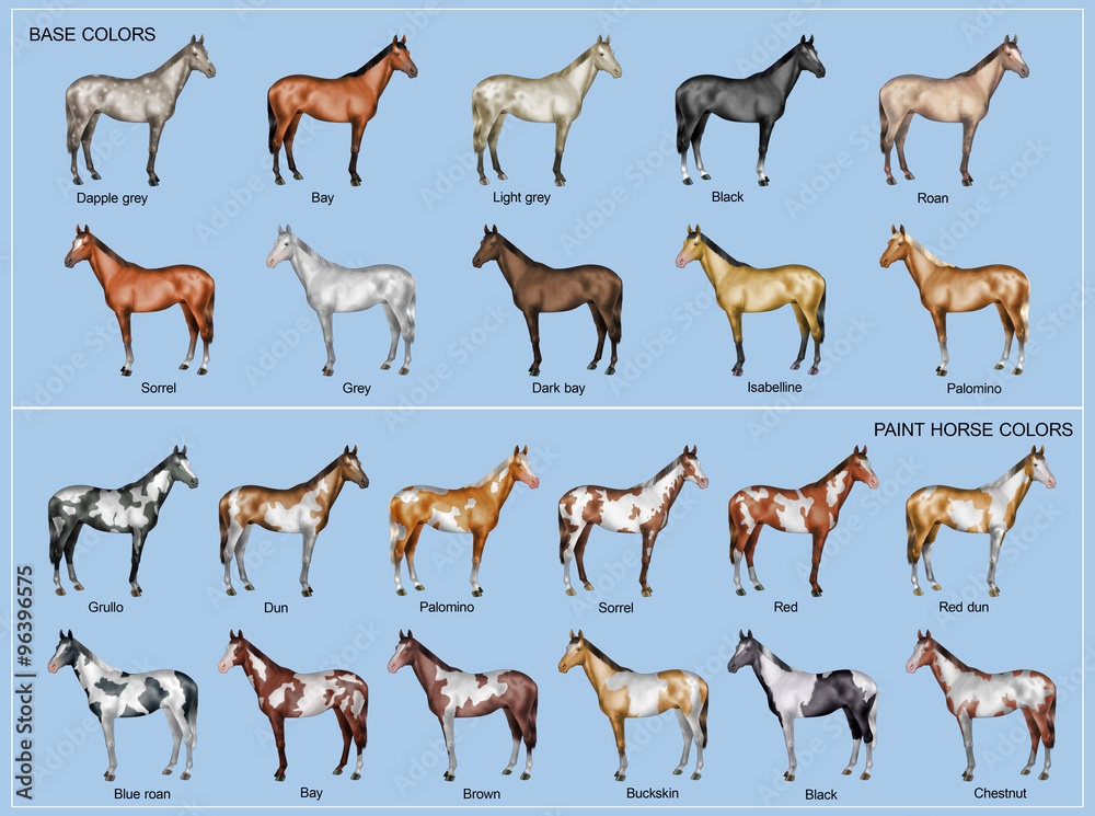 Horse Color Chart Stock Illustration Adobe Stock